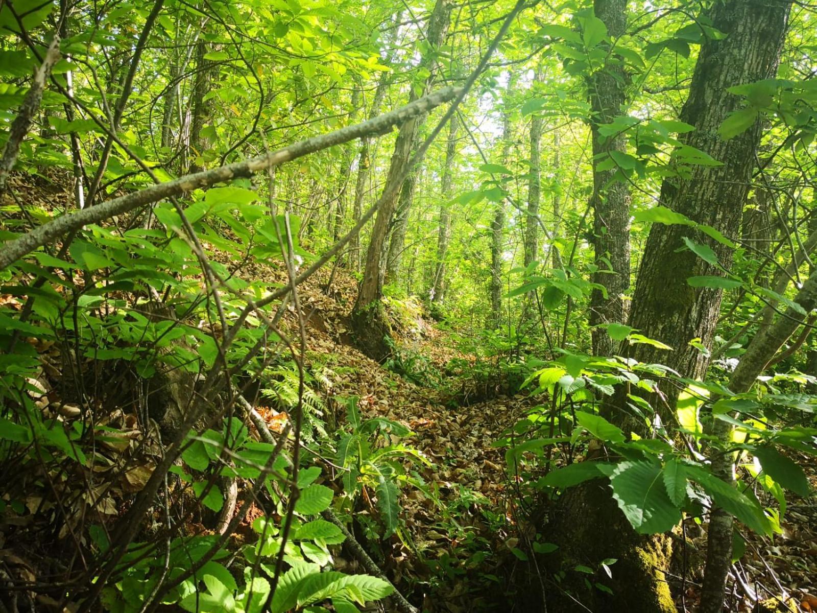 Finca Naturacanaria Moya  Екстер'єр фото