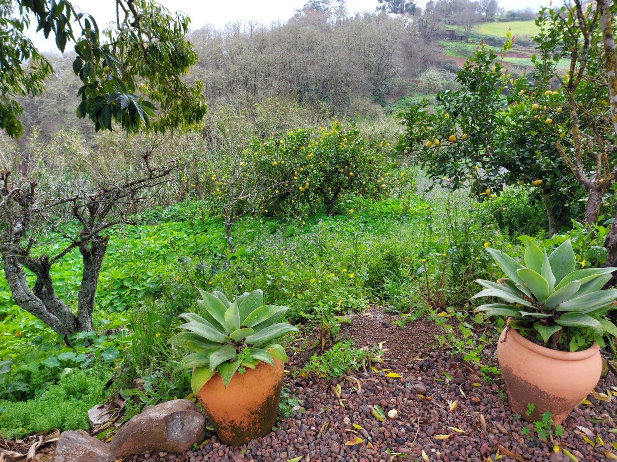 Finca Naturacanaria Moya  Екстер'єр фото